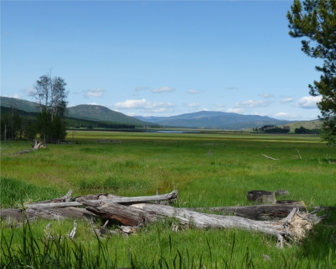 a dead tree lays at the foreground among a lush green field at the foothills of a mountain range