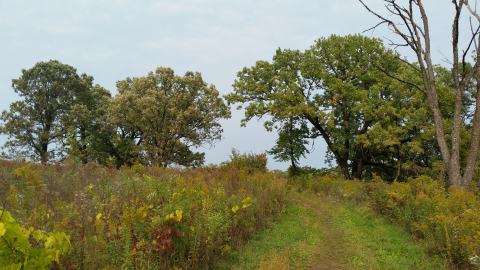 Grassy trail surrounded by oak trees and short vegetation with fall leaf colors