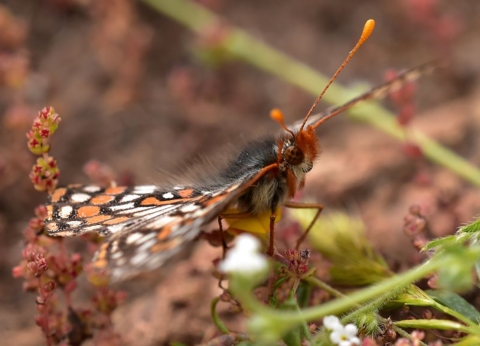 closeup of orange, black and white butterfly