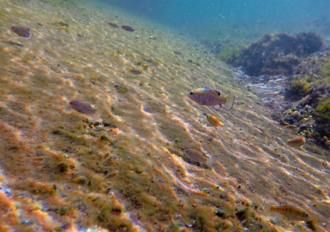 multiple fish in an aquarium-like environment under water.