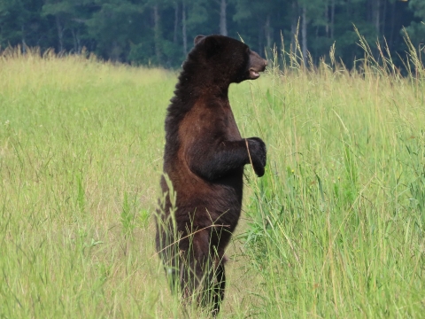 black bears standing up