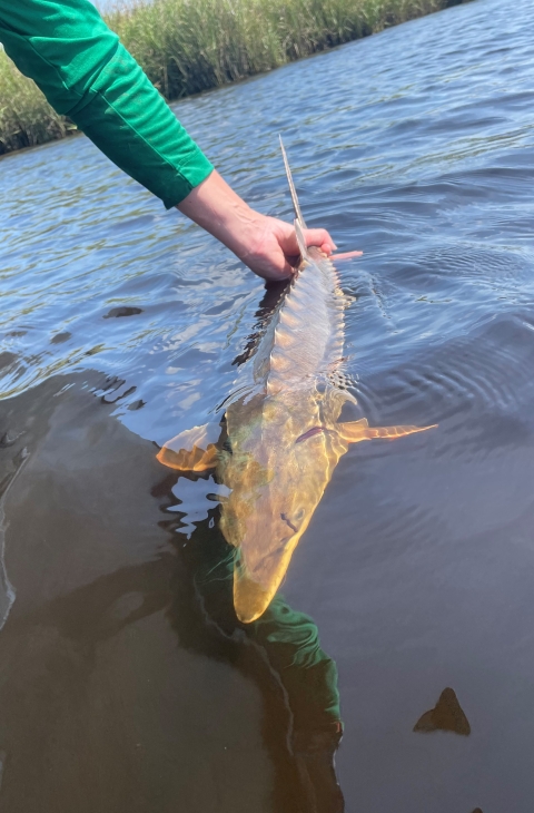 Atlantic sturgeon being released 