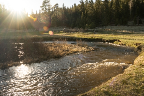 Medium shot of headwater stream in White Mountains of Arizona