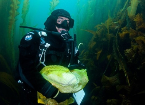 Examining biomass of benthic organisms in kelp forest and sea urchin barrens across the Aleutian Archipelago