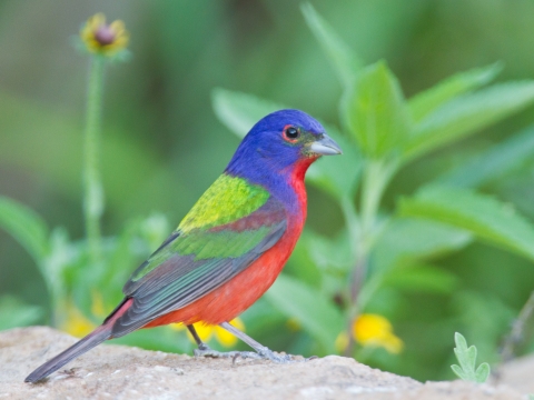 Side angle of a painted bunting, showing its blue head, orange/red underside, and various green colors on its back, courtesy of Dan Pancamo, Attribution-ShareAlike 2.0 Generic (CC BY-SA 2.0).