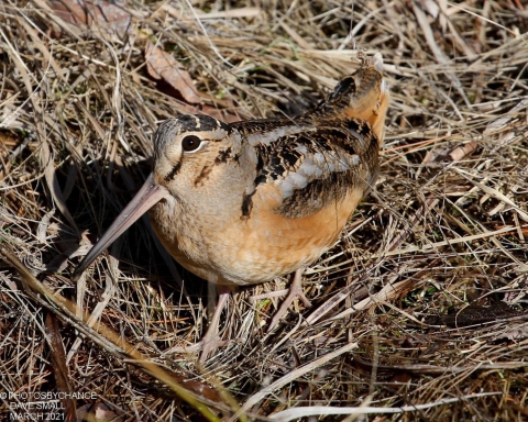 American Woodcock at Sunkhaze Meadows National Wildlife Refuge