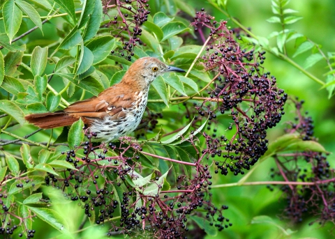 brown thrasher sitting on a branch of black elderberry