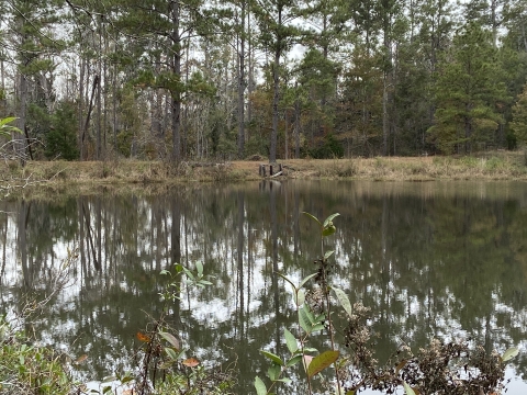 A large pool of water with some surrounding trees and vegetation