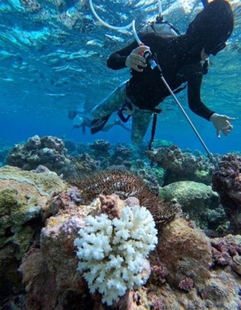 Diver at Palmyra Atoll National Wildlife Refuge