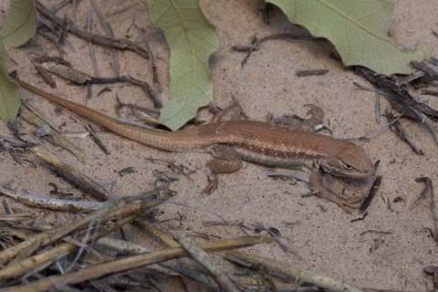 Dunes sagebrush lizard in the sand