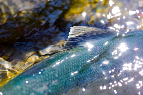 close up image of sockeye salmon dorsal fin poking through the surface of the water. 