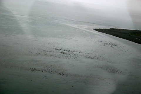 Large rafts of sea otters off Boulder Island in Glacier Bay National Park and Preserve in Alaska during a 2012 sea otter aerial survey