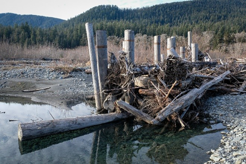 Log jam along a river bank with forest covered hills in the background. 