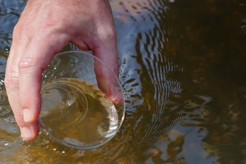 A pearl darter is moments from being released into the Strong River, Miss., Monday, July 31, 2023. The Strong River is a headwater of the Pearl River, where the pearl darter has not lived for 50 years. (USWFS Photo/Ian Fischer)