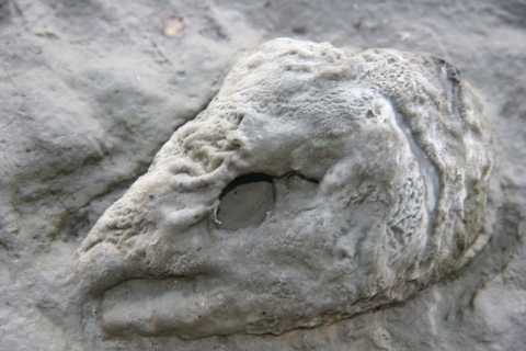 Close up of decaying salmon head underwater