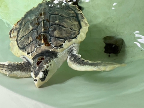 Tally Kemp's Ridley Sea Turtle