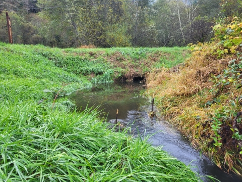 Ground lever view of a creek along a roadside with grassy sides and a woodland background. 