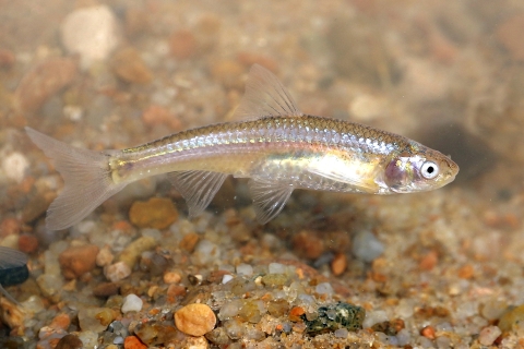 A small fish swims broadside over coarse, colorful sand.