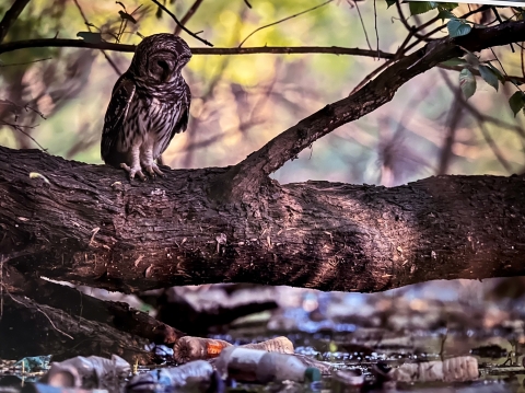 An owl on a tree limb looks at trash-filled waterway below