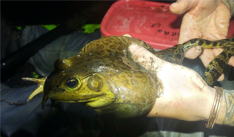 A large light green and brown frog