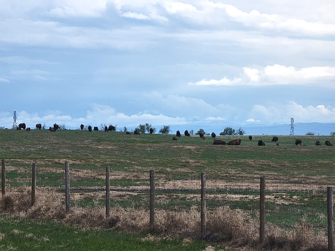 bison in an open pasture resting behind a fence