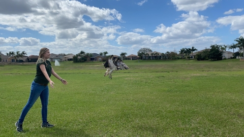 person releases osprey back into the air