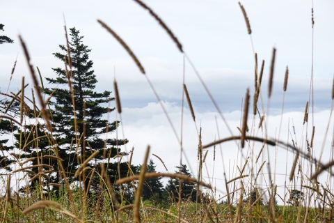 Grasses with tall seed heads and conifer trees in the distance