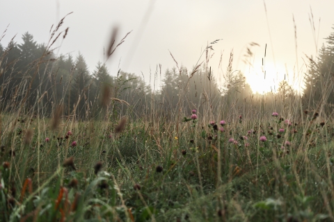 Field of grasses and clover with conifers in the background and sunlight coming over the horizon.