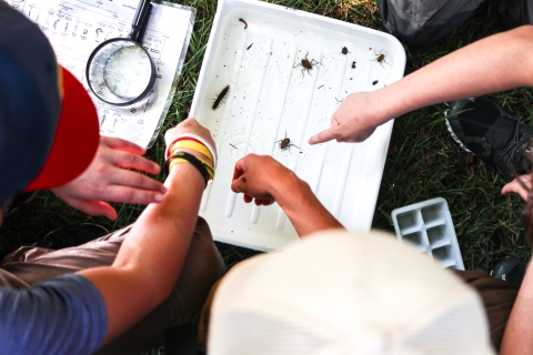 People circled around a tray pointing to insects held in the tray