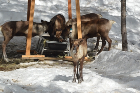 Five southern mountain caribou calves are eating under a shelter in the maternity pen. One calf is looking at the camera, while the others eat. 