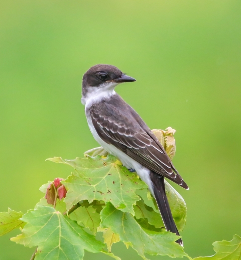 Brown head and wings with white neck and underbelly siting atop green leaves