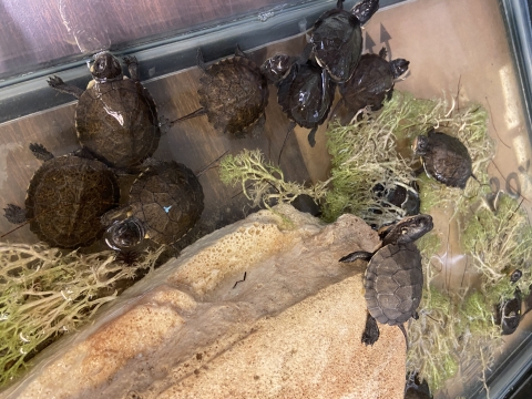a group of turtles sitting in a tank with artificial rock and plants