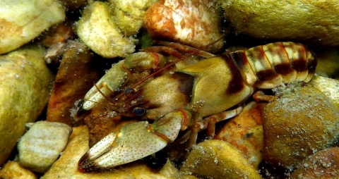 Gap-Ringed Crayfish