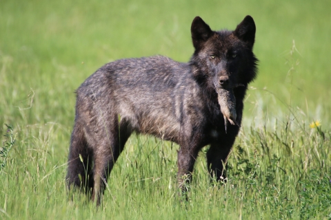 Dark colored gray wolf with a Uinta ground squirrel in its mouth