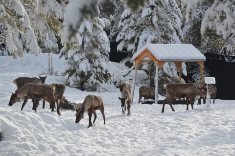 Eight caribou can be seen in a snowy opening and there is a shelter with food troughs in the background.