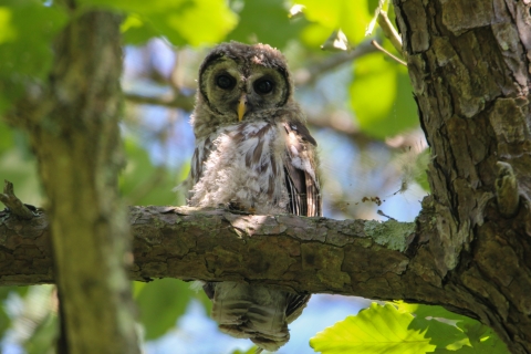 Close up of barred owl