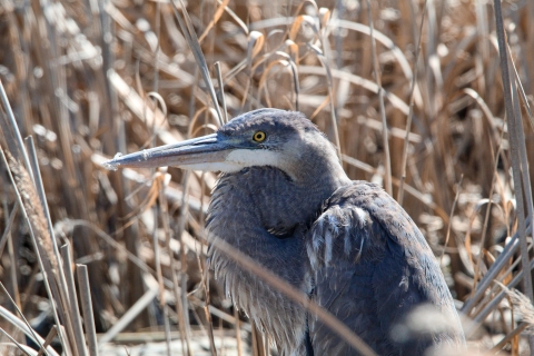 Great blue heron