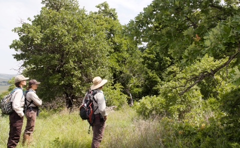 Three people look into a thicket of oak trees