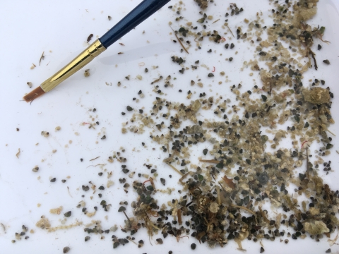 Closeup on a cluster of what looks like grains of sand or small pebbles with a small painbrush on the upper left. Looking closer, some of the grains are actually tiny snails.