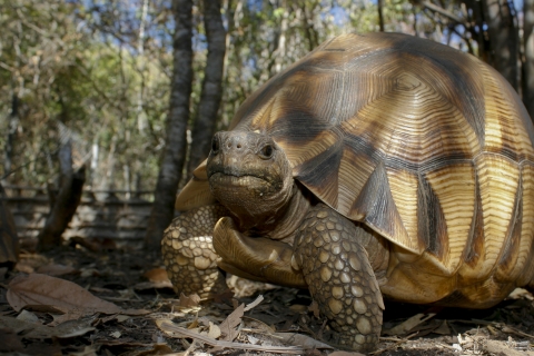 Close up of a ploughshare tortoise in the woods