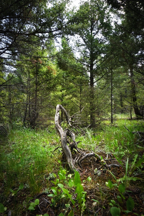 scraggly branches twisted amidst a forest of tall conifer trees