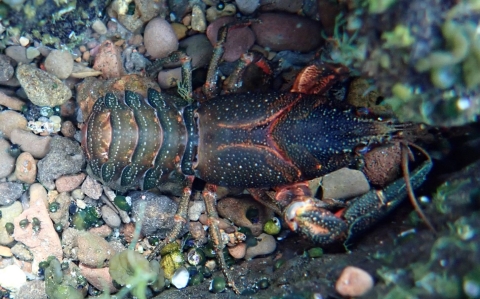 a top down view of a dark colored shasta crayfish with orange in its joints and white speckles resting on pebbles underwater