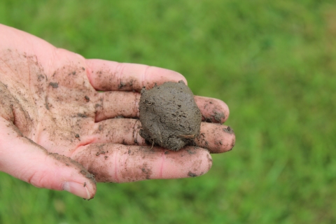 A small ball of brown much sits in a person's hand