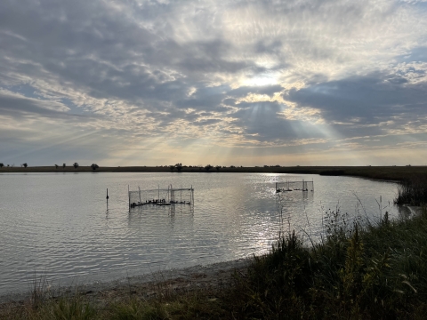 two waterfowl swim-in traps with ducks in a lake