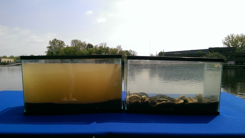 Two tanks side by side, one tank is filled with murky water and the other is clear with freshwater mussel resting on the bottom of the tank.