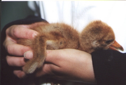 Whooping crane chick