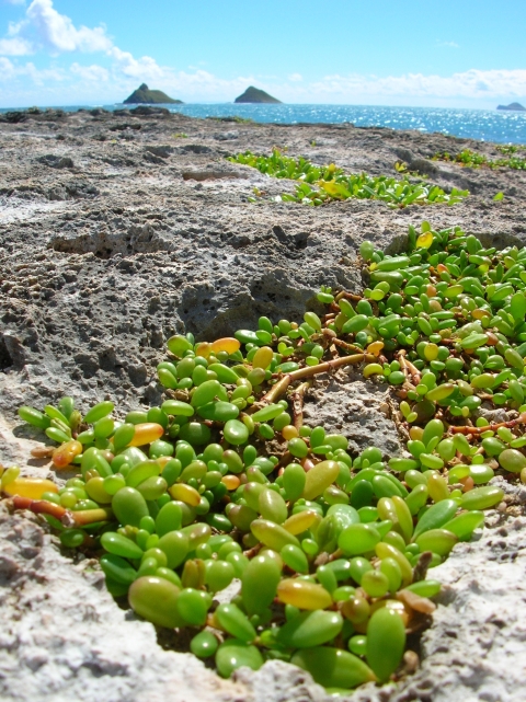 ground plant with grape shaped leaves