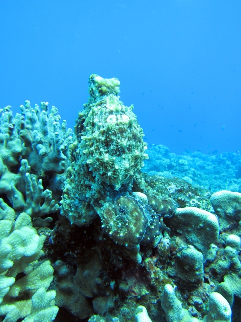 Under a blue oceanc reefs cover the sea floor. Perched on top of the reef is an octopus that has changed it's color and texture to perfectly mimic the reef below it. 