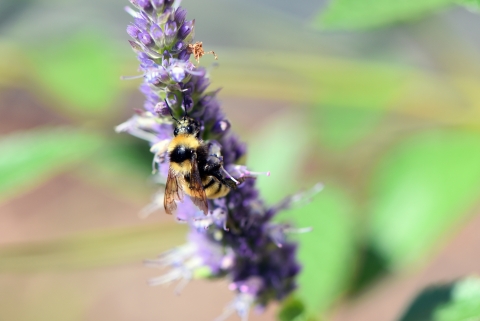  A fuzzy bee perched on a long purple flower. 