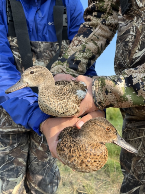 biologists holding 2 ducks next to each other